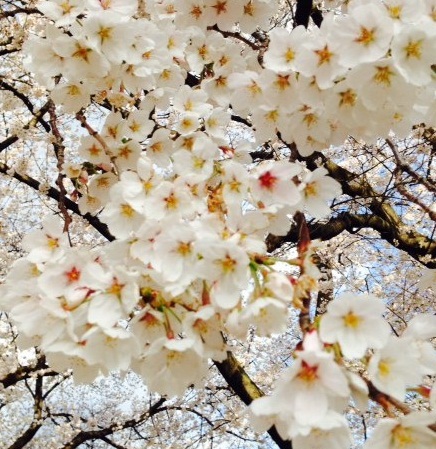桜写真.JPG